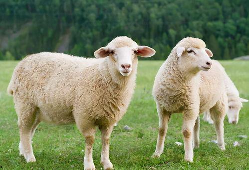 羊可以吃板栗瓜吗视频,揭秘羊能否享用板栗瓜