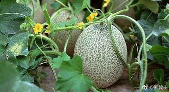 夫妻搞笑生病吃哈密瓜视频,甜蜜治愈笑料连连