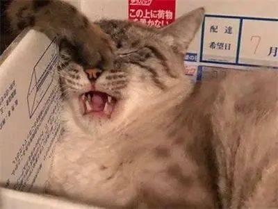 大猫吃瓜图片大全搞笑视频,萌宠界的“瓜王”争霸赛