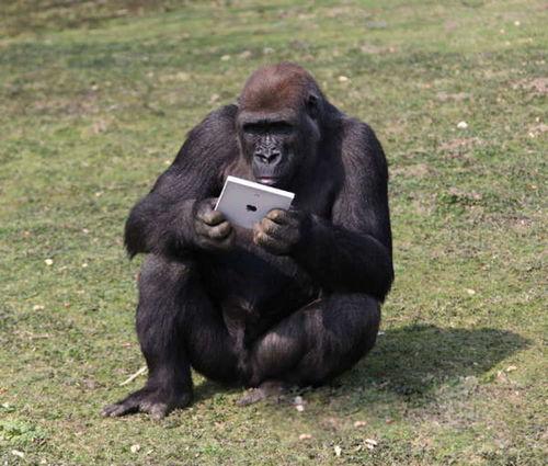 吃瓜变大猩猩的视频大全,揭秘神奇视频背后的奇幻之旅