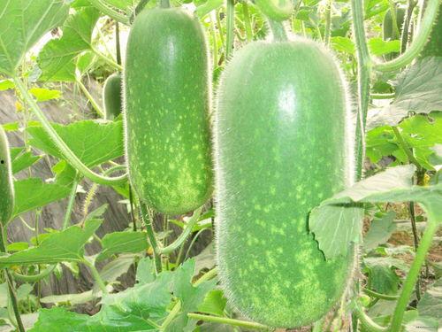 宣化吃瓜新闻视频大全