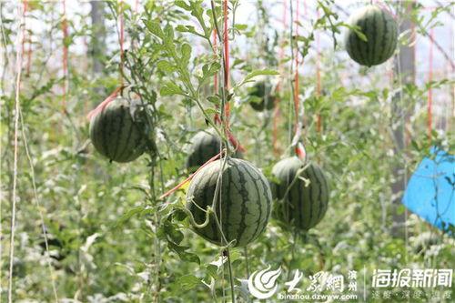 蒙阴县人民吃瓜事件视频,一场引发热议的网络狂欢