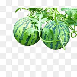 吃麒麟瓜素材视频,视频揭秘神秘果实之谜