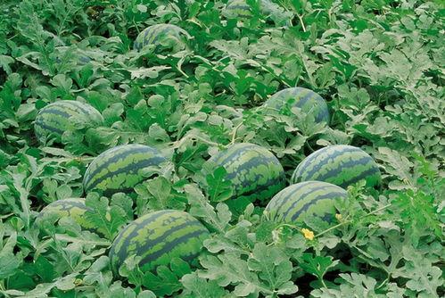 龙池人吃瓜视频