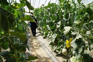 花店视频吃瓜是真的吗