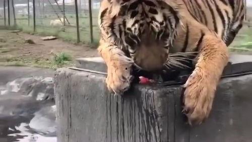 老虎吃瓜动物视频,老虎捕食瓜类动物的惊心动魄瞬间