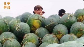 沧州孟村吃瓜现场视频曝光,揭秘乡村夏日休闲新风尚