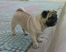 八哥犬吃羊角瓜好吗视频,美味还是禁忌？