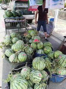 金乡吃瓜事件视频大全,视频大全揭秘惊人真相