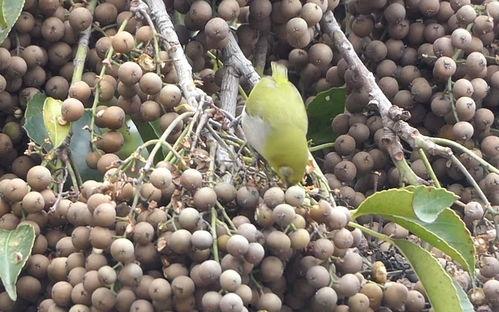 吊瓜是咋吃的视频大全图片,视频大全教你轻松享美味