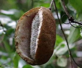 美国人吃八月瓜好吗视频,新奇口感与独特风味