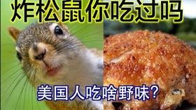 松鼠敢吃哈密瓜吗视频,一场味蕾的冒险