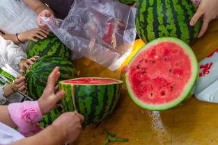 花店最新吃瓜视频播放,揭秘幕后花絮与热门话题