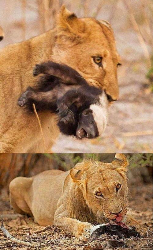 带你吃瓜健身动物视频,跟随视频一起吃瓜健身两不误