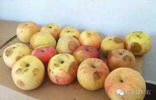 印度人吃葫芦瓜视频,葫芦瓜的独特风味之旅