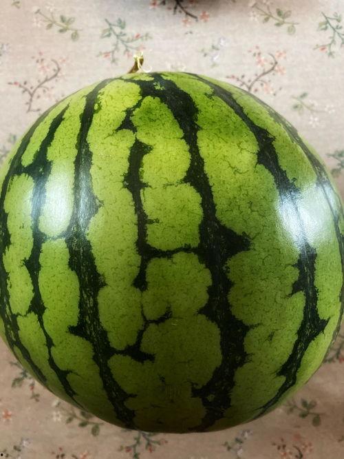 现场表演吃瓜视频大全下载