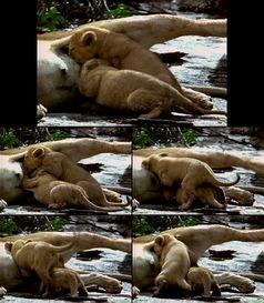 小狮子吃哈密瓜视频播放,萌态十足引网友热议