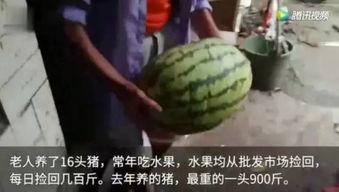 哪些吃瓜视频,从吃瓜视频看明星幕后故事