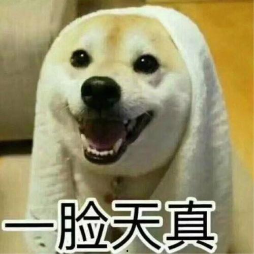 吵架现场吃瓜图片搞笑视频